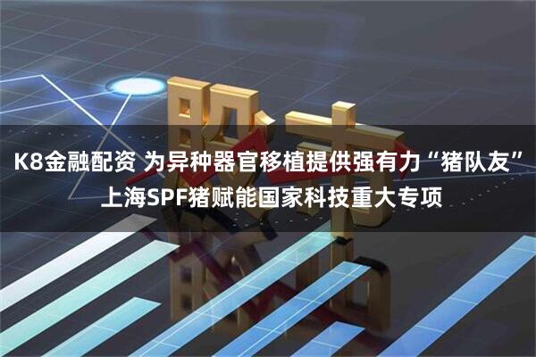 K8金融配资 为异种器官移植提供强有力“猪队友” 上海SPF猪赋能国家科技重大专项